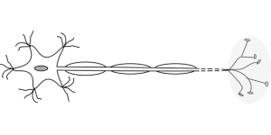 Decoding the Endocannabinoid System within Receptor Networks