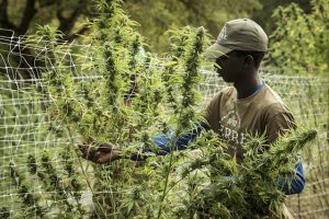 Maximizing Wellness with Top CBD Edibles: A Guide to Non-Psychoactive Benefits