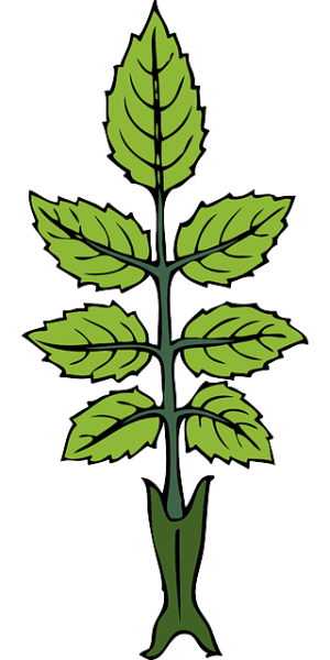 Optimizing Quick CBD Effects with Mint-Flavored Tinctures
