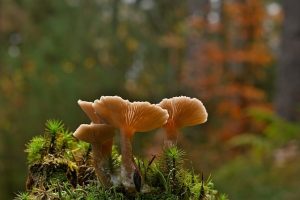 Harnessing Focus and Calm with Mushroom Gummy Stress Relief Strategies