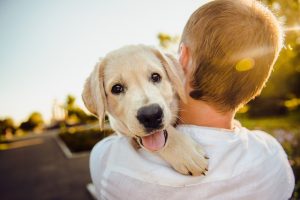 Pet Sitting Adventures: Unleashing the Joy of Temporary Pet Care