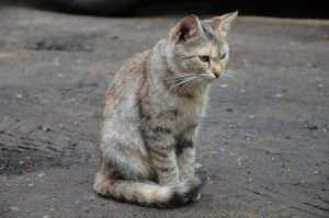 Hiring Enthusiastic Pet Sitters and Dog Walkers for Companion Animal Care