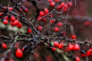 Optimizing Affordable Web Design with Effective Social Media Integration
