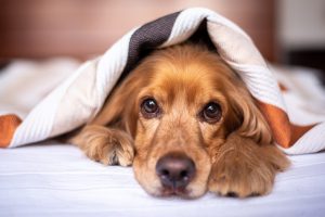 10 Ways to Maintain Comfort for Pets in Cold Climates Including Heated Dog Houses