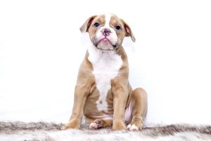 Maximizing Tactical Gear: Assessing MOLLE System Compatibility with Dog Vests