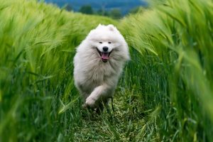 10 Key Points for Mastering Tactical Dog Harness Use and Training