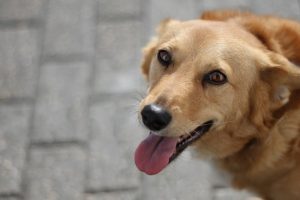 Eco-Conscious Pet Care: Top Picks from Online Marketplaces