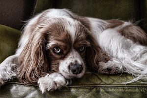 Maximizing Endurance: The Role of Tactical Dog Vests in Military Operations