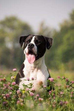 Optimizing Heated Dog Houses for Maximum Insulation and Retained Warmth