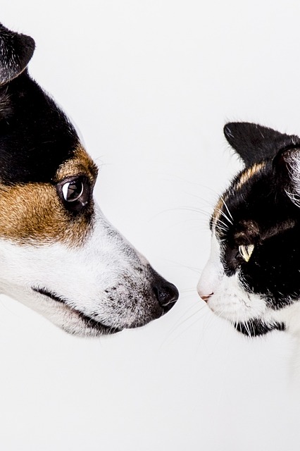 online pet marketplace