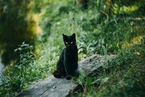 Optimizing Pet Care: In-Home Boarding & Dog Walking Services Explored