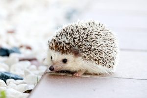 Pet Care on Demand: Mastering Pet Sitting and Dog Walking Services