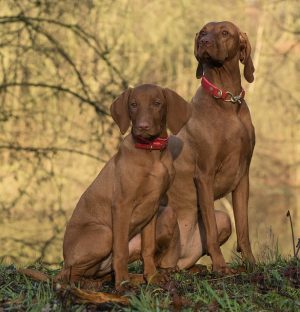 Expert Insights on Elevating Pet Sitting and Dog Walking Services