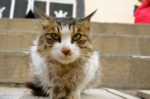 Compassionate Care in Pet Sitting: A Commitment to Animal Welfare by Professional Pet Sitters