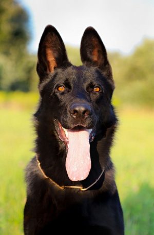 Secure Pet Sitting Solutions: Expert Strategies for Peace of Mind While Traveling
