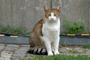 Exploring the Heart of Pet Care: Professionals’ Role in Sit, Walk, Love Services