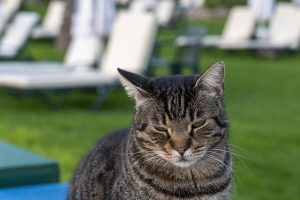 Explore Pet Sitting & Dog Walking: Roles, Responsibilities, and Niching Opportunities