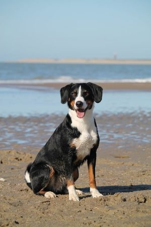 Maximizing Canine Comfort & Safety with Tactical Dog Harnesses
