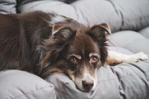 Customize Your Canine’s Gear: Mastering the Tactical Dog Harness with Patches