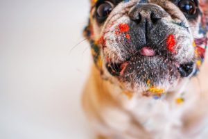 Maximizing Endurance: The Ultimate Guide to Tactical Dog Harness Durability