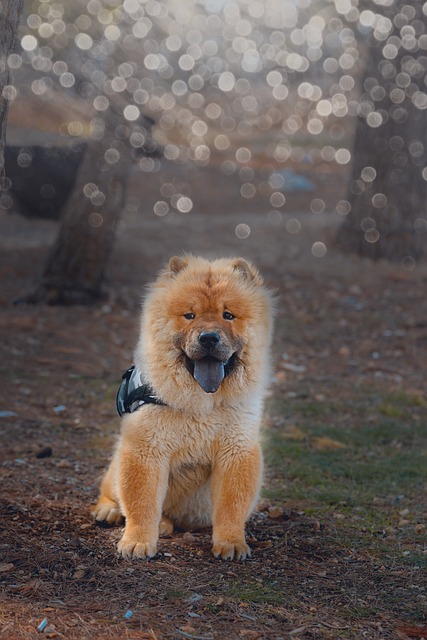 tactical dog harness