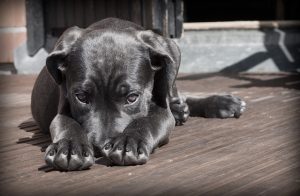 Mastering the Perfect Fit with Tactical Dog Harnesses: A Comprehensive Guide