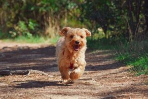 Maximizing Durability: The Ultimate Guide to Tactical Dog Harnesses