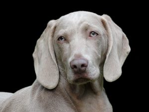 Mastering Control with the Right Tactical Dog Harness: A Comprehensive Guide