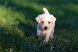 Optimizing Canine Comfort and Control: A Guide to Adjustable Tactical Dog Harnesses
