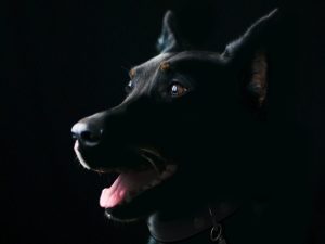 Optimizing Performance: The Essential Guide to Tactical Dog Harnesses for Working Canines