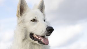 Maximize Your Dog’s Adventure Gear: Customizing Tactical Dog Harnesses with Patches