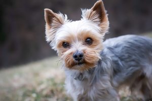 Maximizing Pet Safety with Advanced Tactical Dog Vests