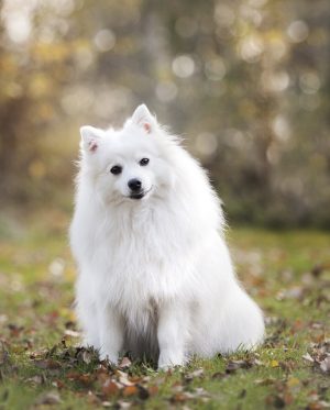 Mastering Tactical Dog Vests: Weatherproof Protection and Performance