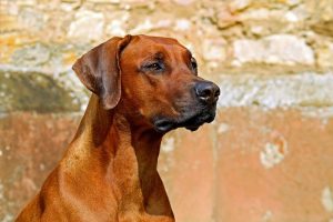 Military-Grade Protection: The Science Behind Durable Tactical Dog Vests
