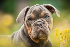 Customizable Tactical Dog Vests: Enhancing Canine Safety & Performance
