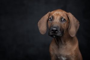 Securing Success: The Critical Role of Attachment Points in Canine Body Armor