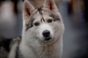 Securing Canines: The Essence of Attachment Points in Tactical Dog Vests