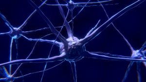 Decoding the Endocannabinoid System: A Key to Homeostasis and Therapeutic Breakthroughs