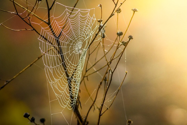 Affordable web design