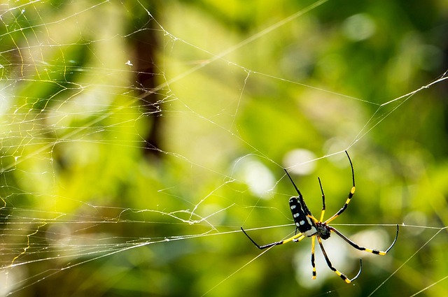 Affordable web design