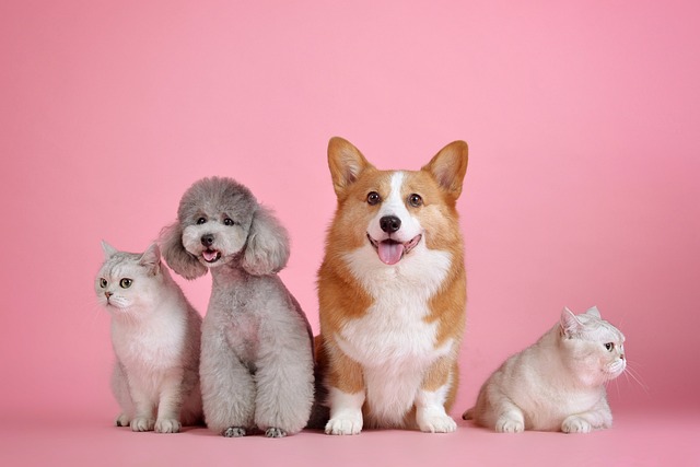 air conditioned dog house