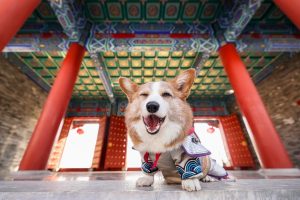 Optimizing Pet Wellness with Climate-Controlled Spaces: Essentials for Multiple Pets