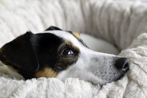 Optimizing Canine Comfort: The Air-Conditioned Dog House Advantage