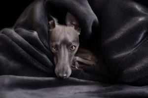 Cool Canine Living: The Rise of Energy-Efficient Air-Conditioned Dog Houses