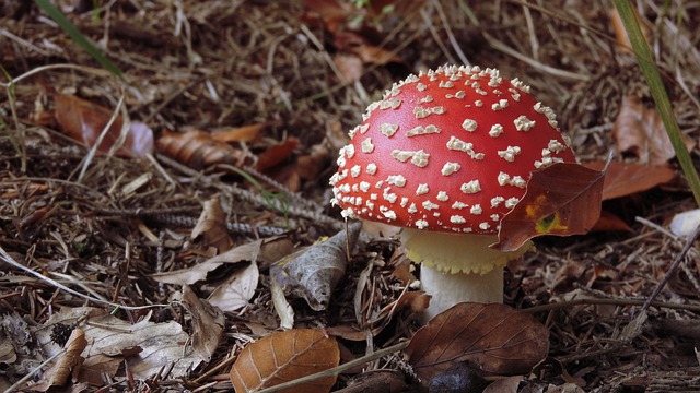 Amanita Muscaria Edible