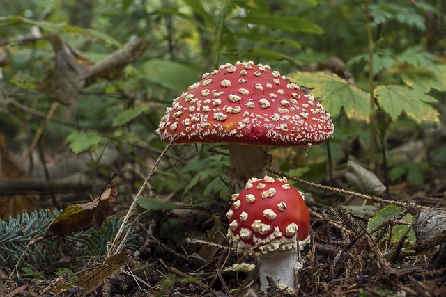 Amanita Muscaria Edible
