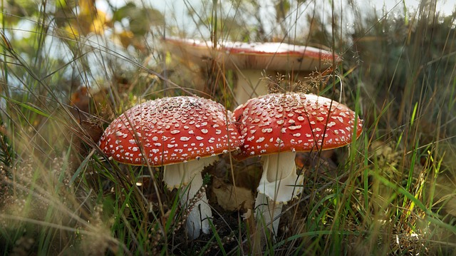 Amanita Muscaria Edible