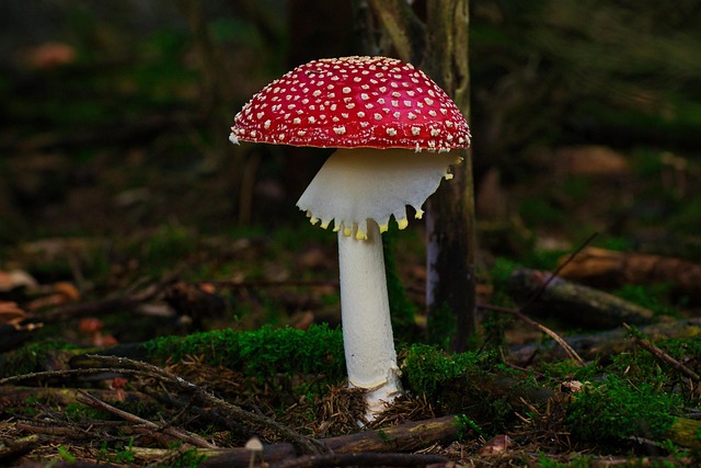 Amanita Muscaria Edible