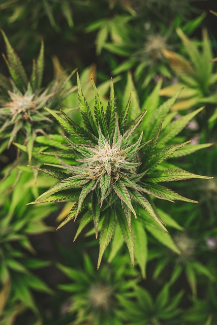 Best CBD Edibles