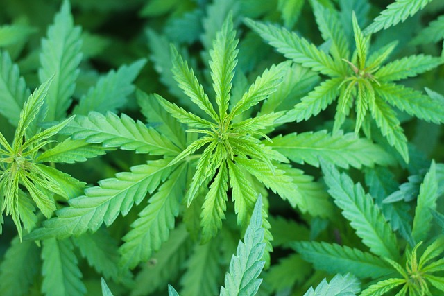 Best CBD Edibles